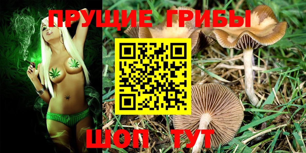 Псилоцибиновые грибы Psilocybine cubensis Луховицы